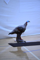Archery_20
