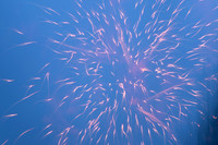 Sean S. and friends Fireworks_7.3.26_5